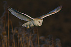 barn owl