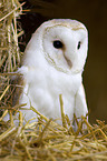 barn owl