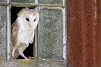 barn owl