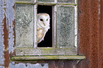 barn owl