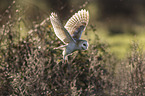 barn owl