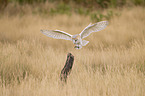 barn owl