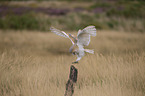 barn owl