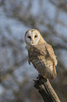 barn owl