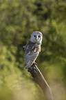 barn owl