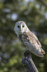 barn owl