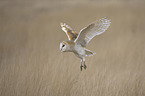 barn owl