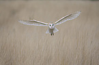 barn owl