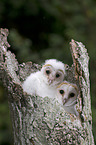 barn owls