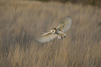 barn owl