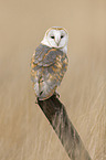 barn owl