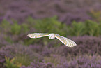 barn owl