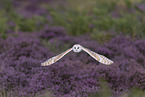 barn owl