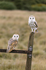 barn owls