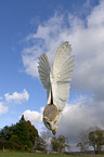 barn owl