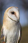 portrait of a barn owl