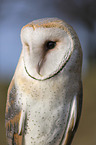 portrait of a barn owl