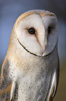 portrait of a barn owl