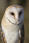 portrait of a barn owl