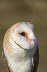 portrait of a barn owl