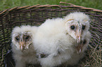 young barn owls