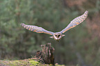 flying barn owl