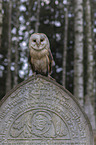 barn owl