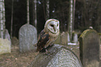 barn owl