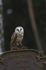 barn owl