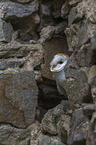 barn owl