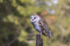 barn owl sits on a branch