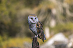 barn owl sits on a branch