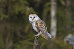 barn owl sits on a branch