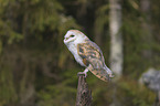 barn owl sits on a branch