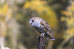 barn owl sits on a branch