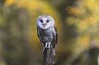 barn owl sits on a branch