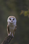 barn owl sits on a branch