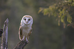 barn owl sits on a branch