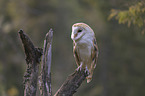 barn owl sits on a branch