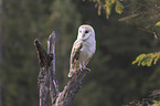 barn owl sits on a branch