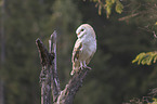 barn owl sits on a branch