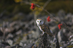 barn owl sits on a stone