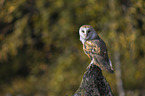 barn owl sits on a stone