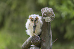 barn owl