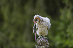 barn owl