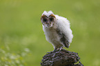 barn owl