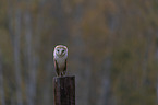 sitting Common Barn Owl