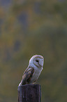 sitting Common Barn Owl