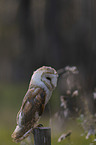 sitting Common Barn Owl