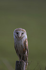 sitting Common Barn Owl